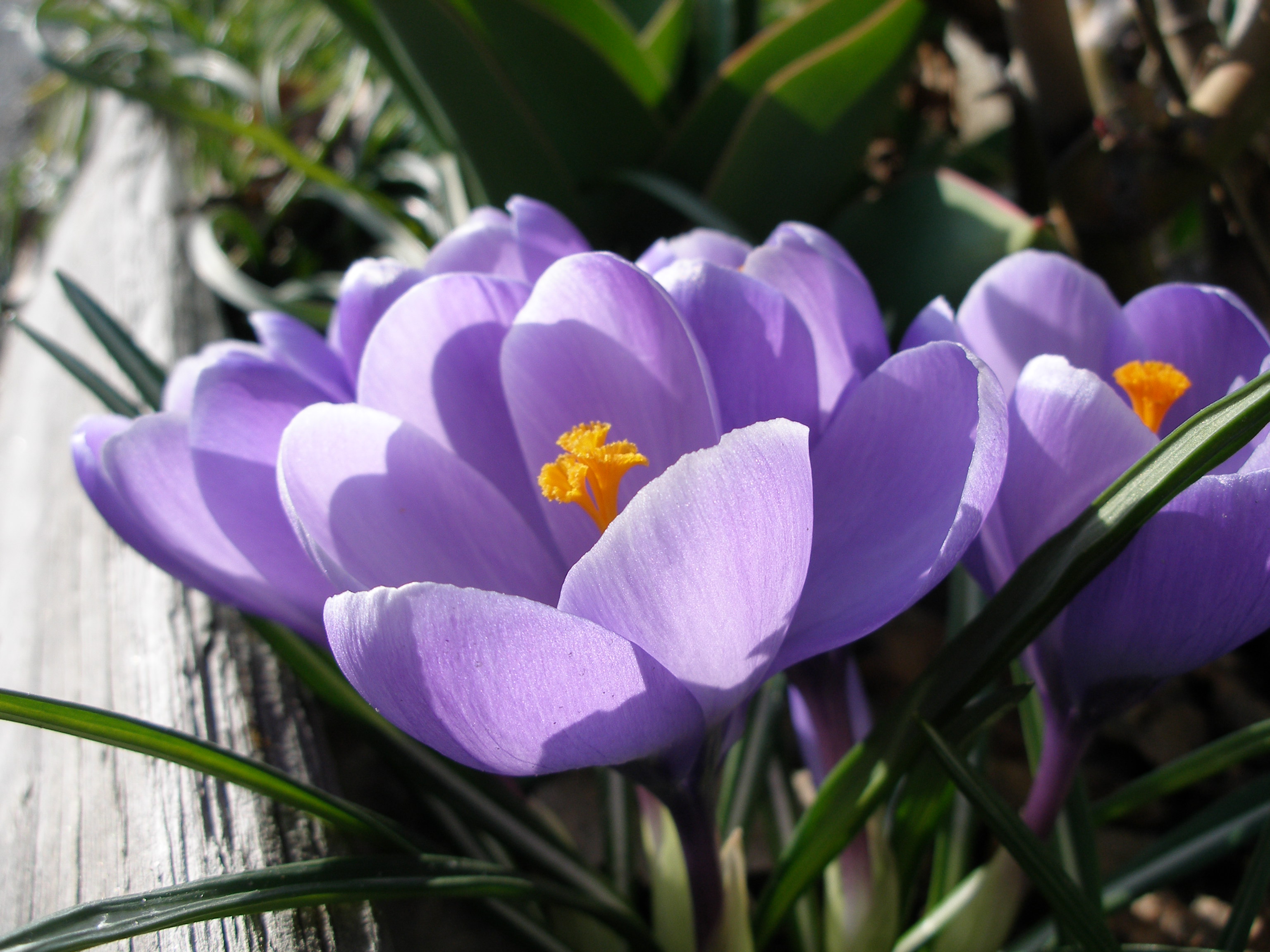 Crocuses in bloom