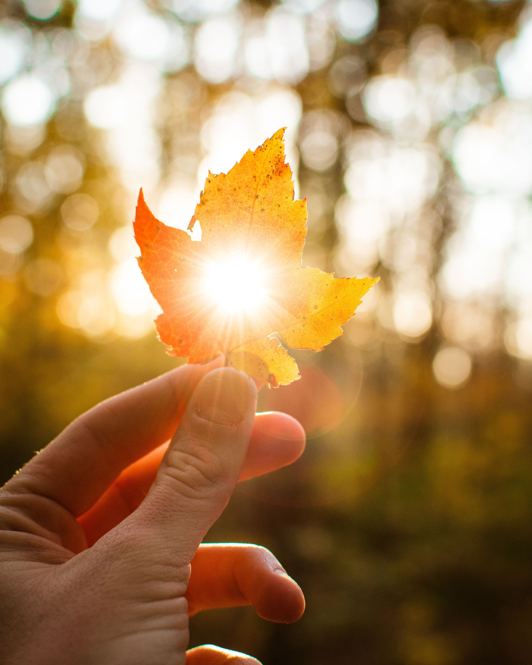 A hand holding an autumn leaf in the sunlight