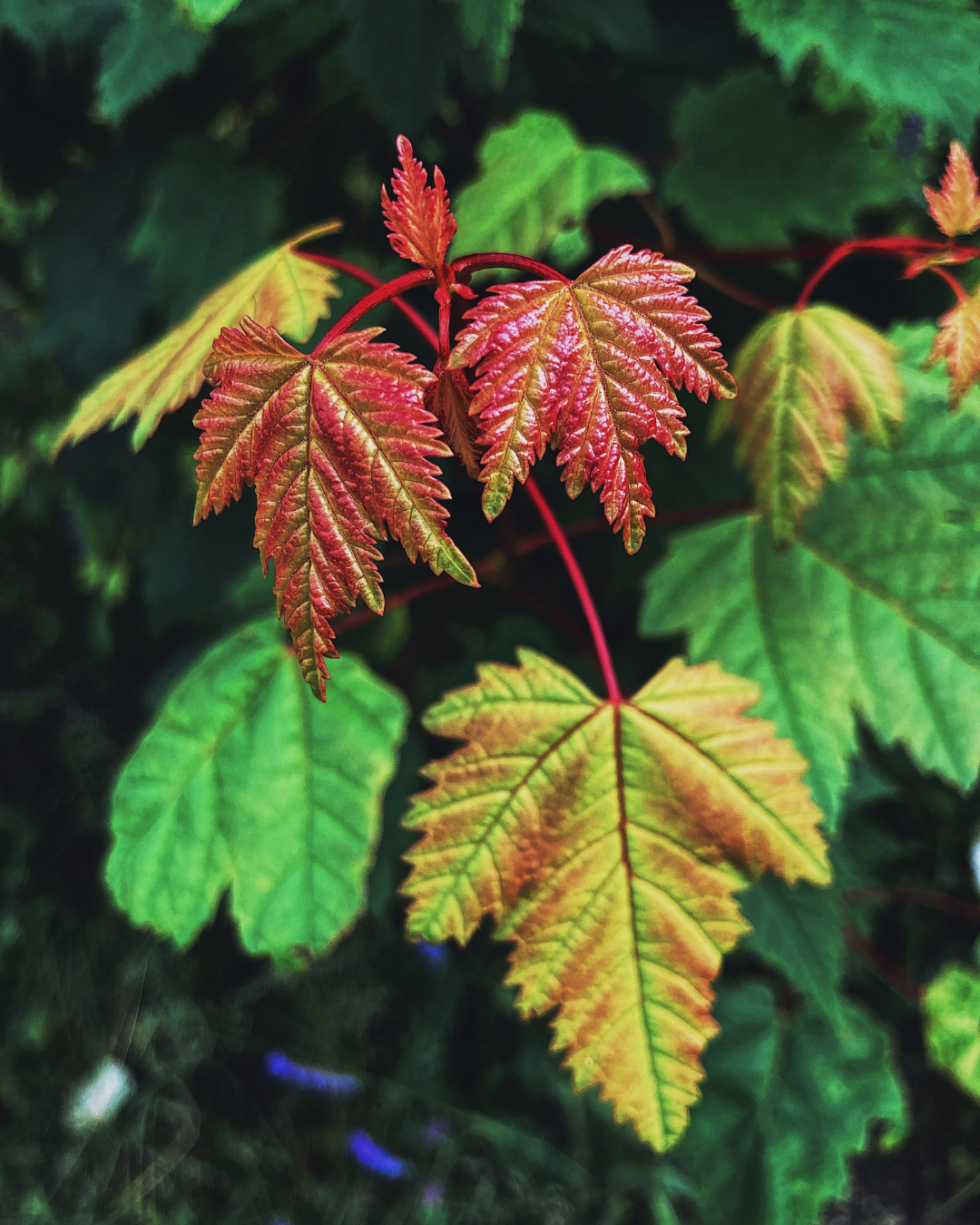 Red, yellow, and green leaves growing beside one another