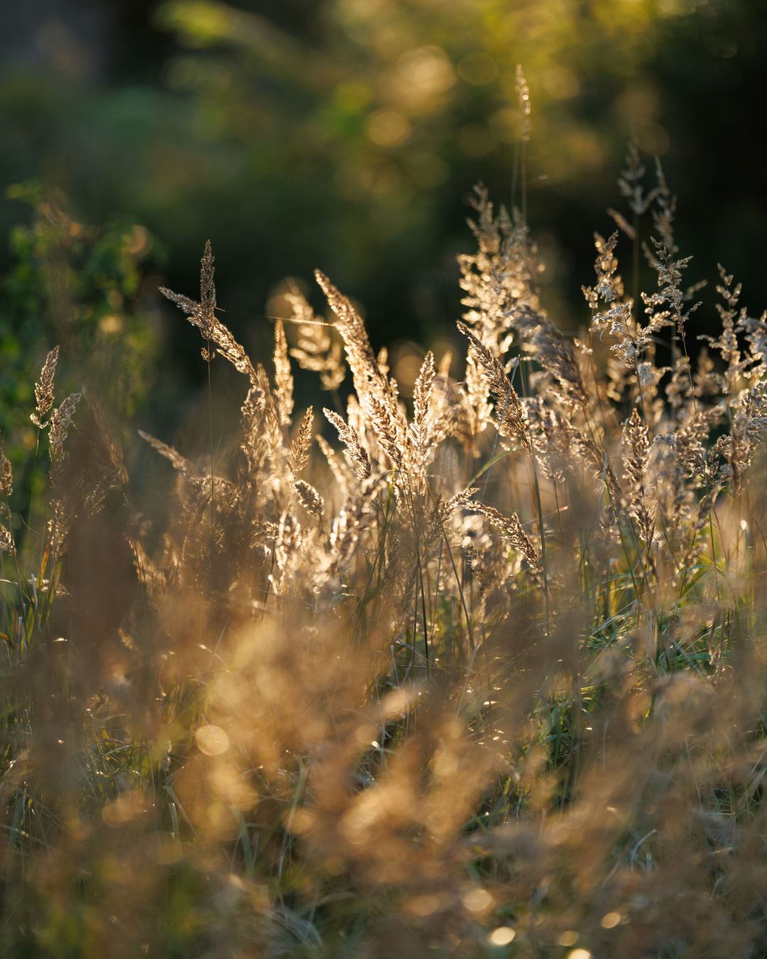 Tall grasses lit by warm evening light against a dark green background