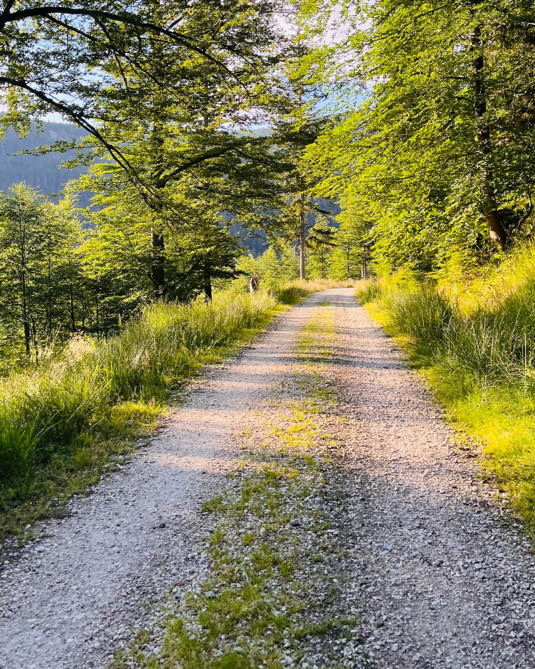 A bright gravel path leading through a green forest in warm light