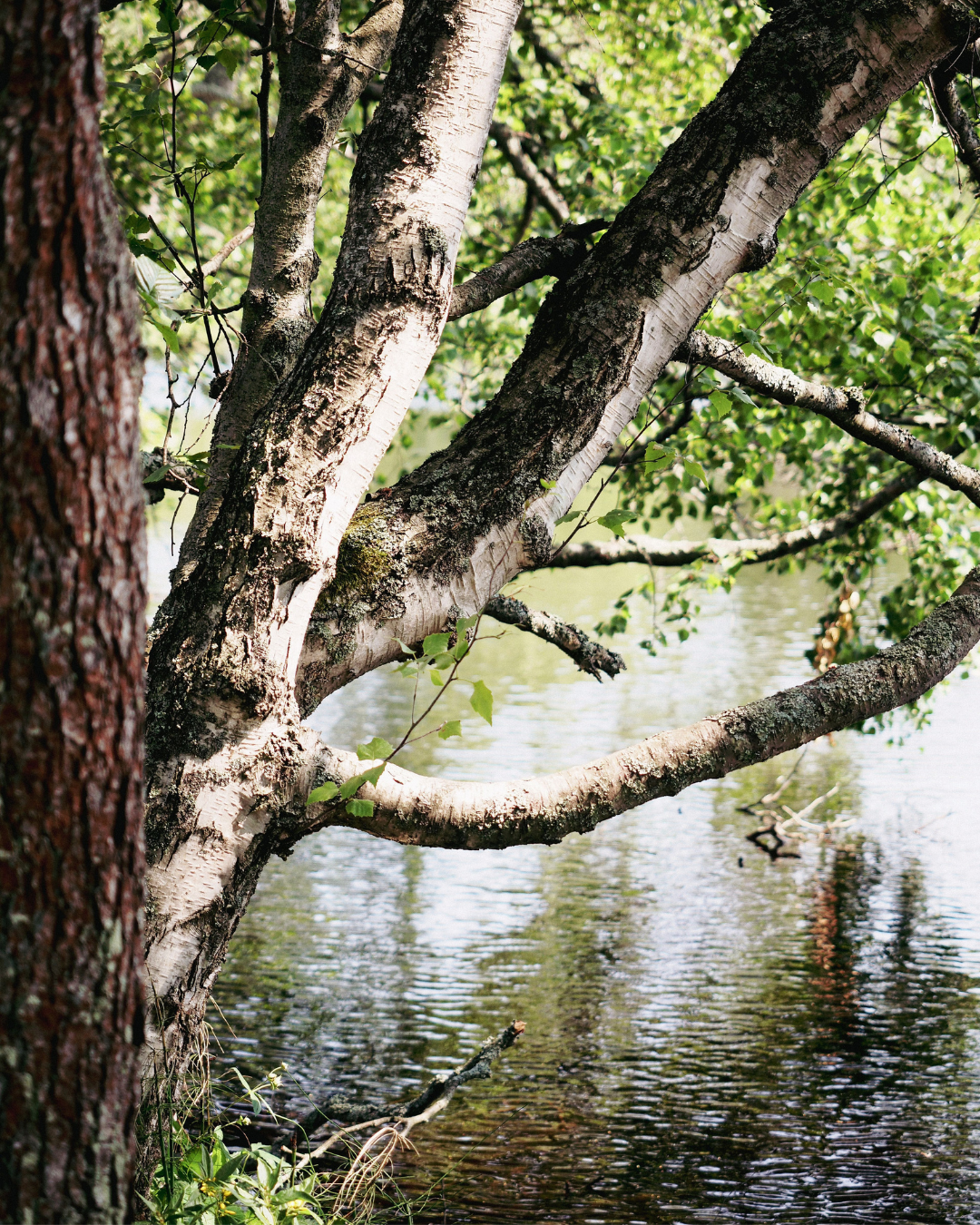 An old birch with uneven bark and spreading branches growing beside calm water