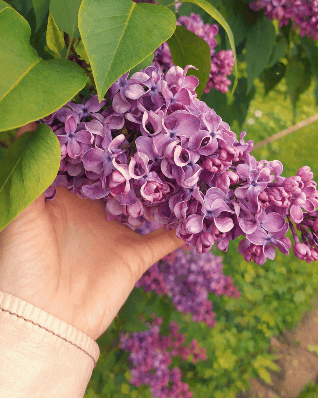 A hand holding lilac blossoms in May light