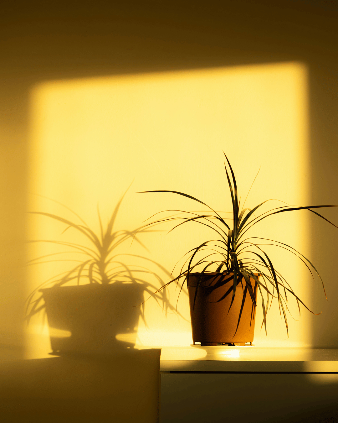 A potted plant leaning toward a rectangle of warm light on the wall